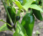 Jalapeño Senorita